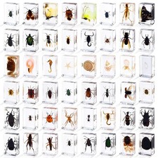 48 Styles Insect in Resin