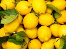 1x "Bearss Lemon" Tree Fruit