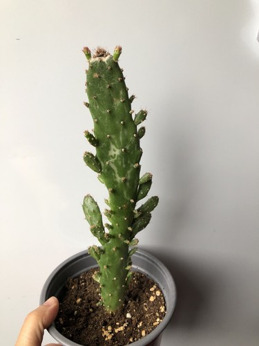Opuntia monacantha dropping - opuntia,