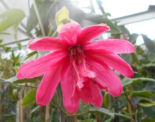 Young passion flower - young,