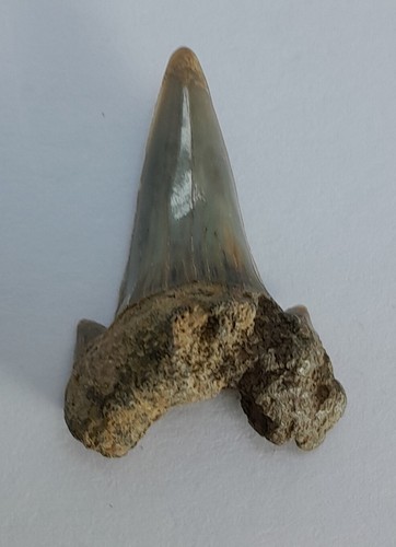 Jaekelotodus robustus fossil