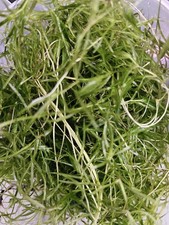 Guppy Grass Aquatic Plant - 20