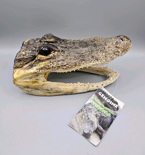 Skulls bones taxidermy - bones,,