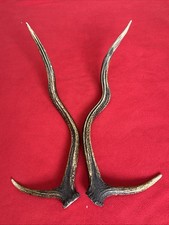 PAIR OF RED DEER ANTLERS 416g.   aprox. 46,5/47cm.