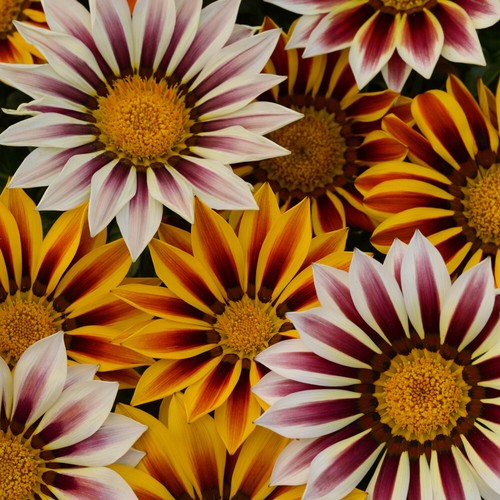 Gazania tiger stripe mix - tiger,