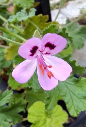 Pelargonium royal oak - pelargonium, oak”