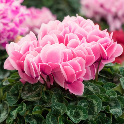 Cyclamen salmon bedding - salmon, plants