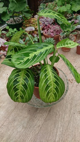 Maranta lemon lime - maranta,