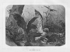 BIRDS Fighting Over Prey -