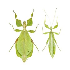 A Pair of Giant Leaf Insects