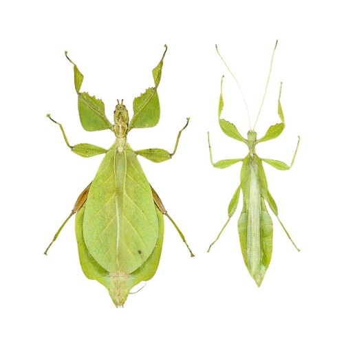 Pair giant leaf insects - of,