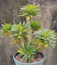 7.2X27cm Rare Dorstenia gigas