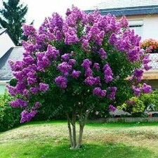 30+ JAPANESE TREE PURPLE LILAC