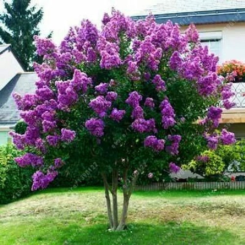 Japanese tree purple - japanese, lilac