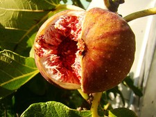 Fig Plant, FICUS CARICA Signora, pink-violet, GROW YOUR OWN FIG, 20+cm 9cm pot