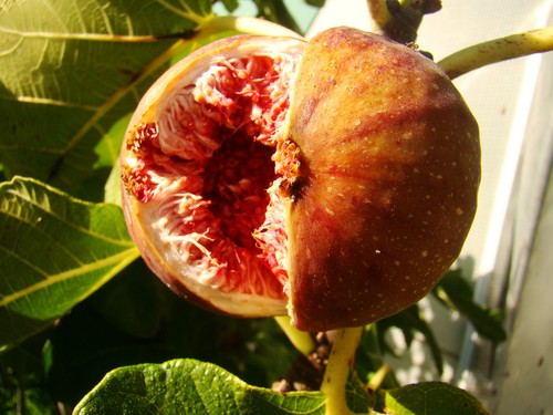 Fig plant ficus - fig,