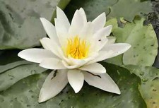 Nymphaea alba water lily - nymphaea, "alba"