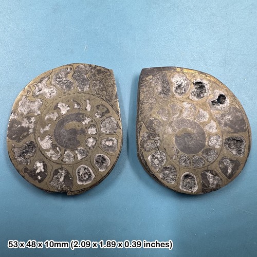 Pyrite ammonite cut and - cut,