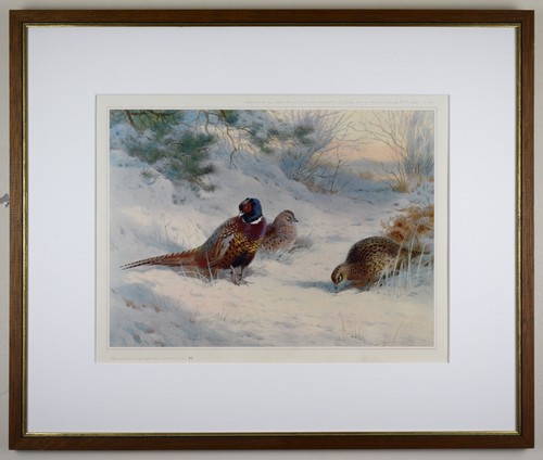 Pheasants snow limited - in, snow.
