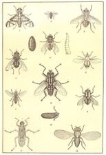 FLIES. House stable garden Apple-worm forest meat flesh pomace dung gadfly 1907