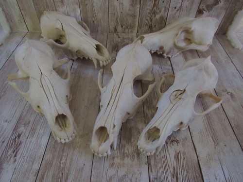 Coyote skull top taxidermy - skull,