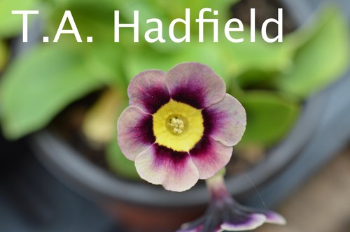 Primula auricula plants - ,