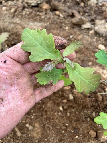 English oak tree seedlings - tree, 10-