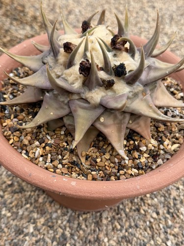 Ariocarpus confusus - , v
