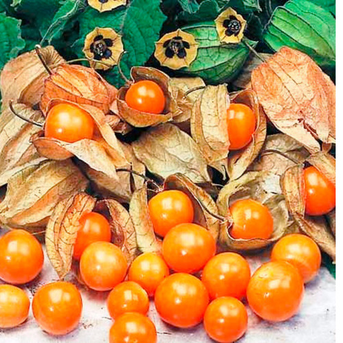 Cape gooseberry giant - gooseberry,