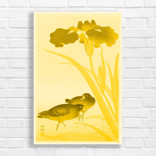 Classic japanese iris yellow - classic,