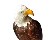Hand Carved Bald Eagle