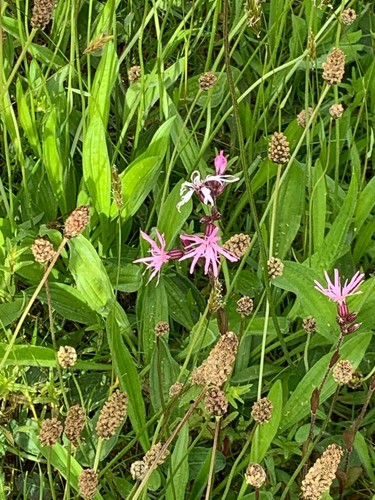 Wild flower ragged - wild, x