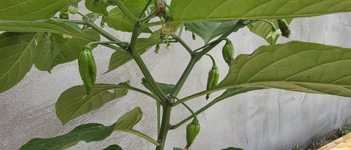 Naga plant - (, )