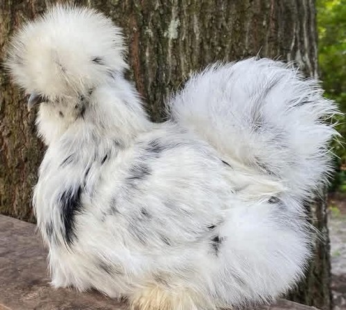 Paint white black silkie - 6+, paint/white/black