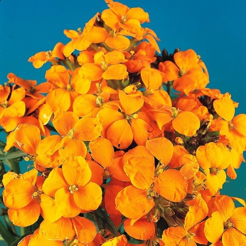 Wallflower cloth gold - wallflower,