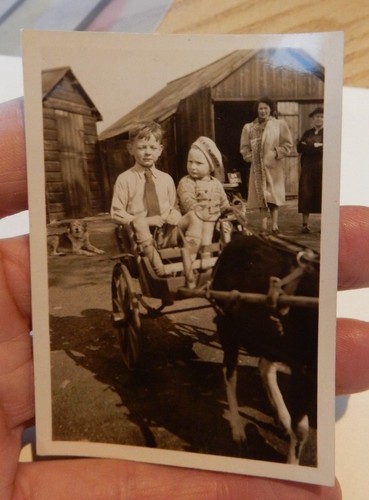 Goat cart kids fun - goat,
