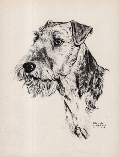 Vintage airedale print - vintage,