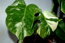 Variegated Monstera Borsigiana