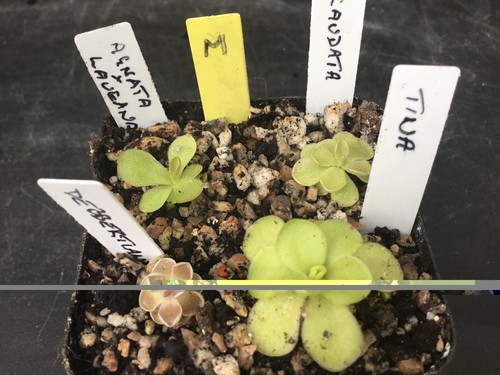 Pinguicula collection m - collection.,