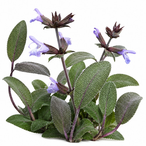 Purple sage autumn plug plants - sage,