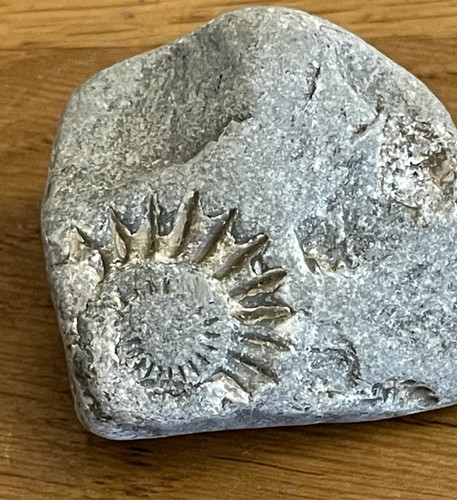 Piece stone ammonite fossil - ammonite,