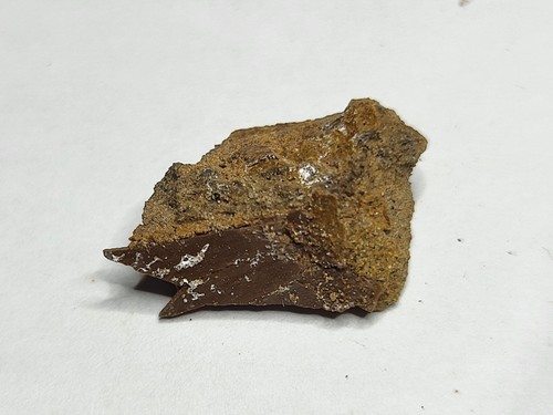 Real rex caudal vertebra - real,