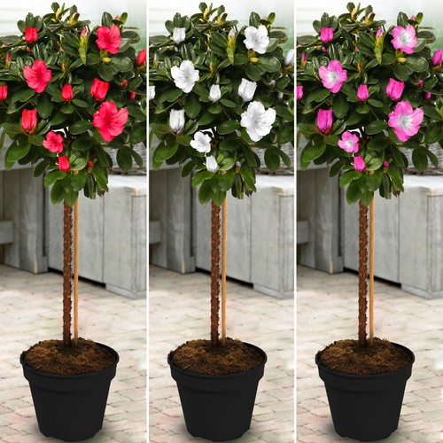 Azalea japonica tree trees - tree,