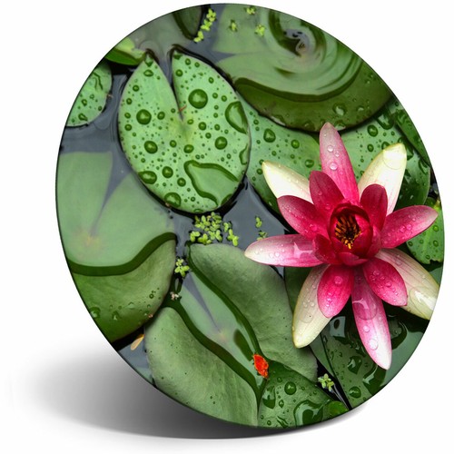 Awesome fridge magnet pink - -,