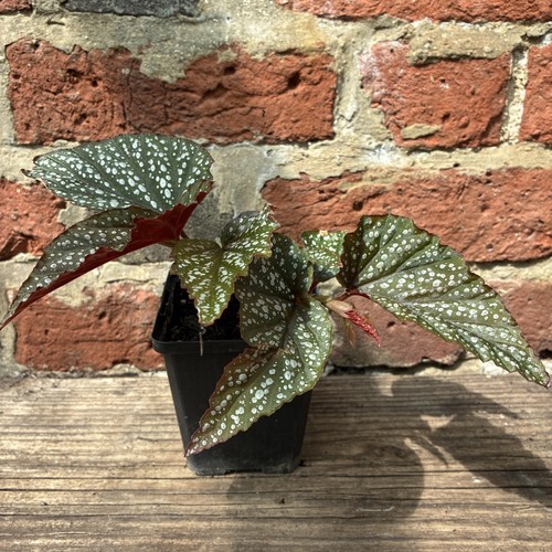 Begonia corallina lucerna - corallina, de