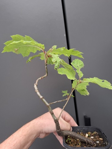 Red oak bonsai tree - red,
