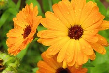 Calendula Pot Marigold Seeds