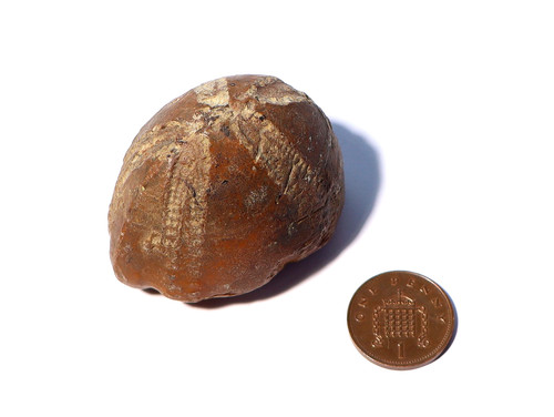 Real sea urchin - sea, echinoid