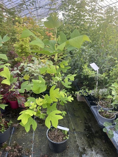 Tulip tree liriodendron - -,