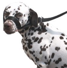 Black Dog Lead Stop dogs